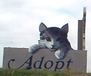 Humane Society Cat
