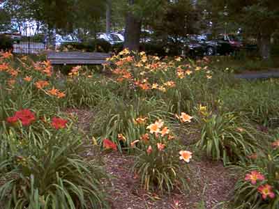 Daylily garden at Virgina Hylton Park