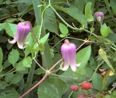 Riverbanks flower and blackberries