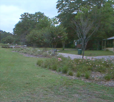 Tyler Park Flowers